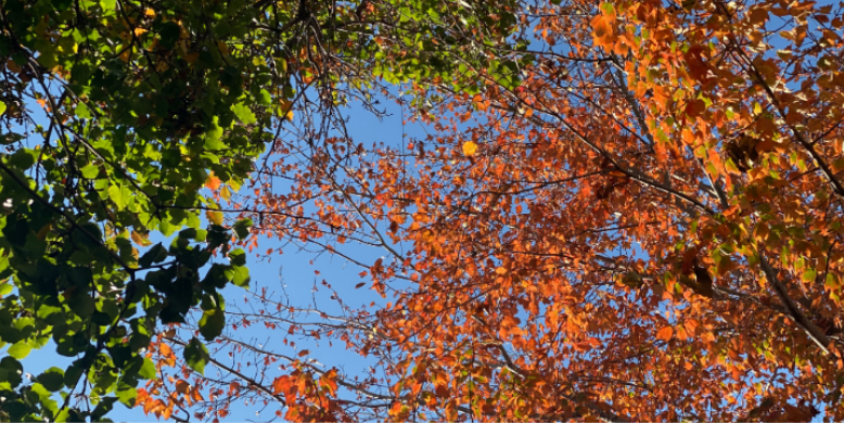 How Does Cooler Weather Affect Mosquito Activity?