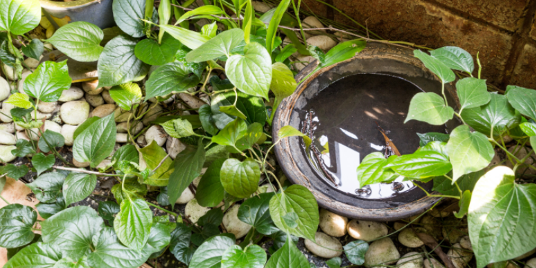 Urban Mosquito Breeding in Tight Spaces