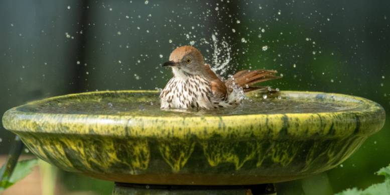Why Bird Baths and Firewood Attract Mosquitoes to Your Yard