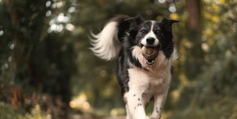 Tips for Pet Protection from Ticks All Season Long
