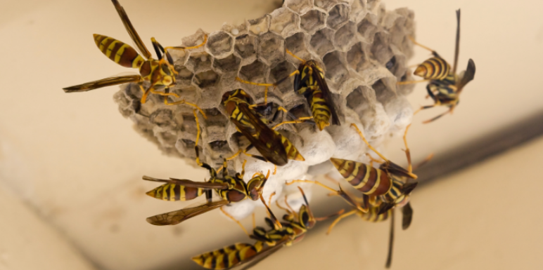 How Professional Wasp Control Can Help Protect Children and Pets from Stings