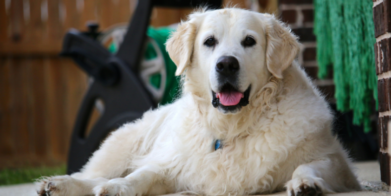 What Illinois Dog Owners Should Know About Backyard Ticks