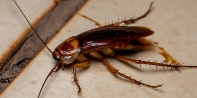 How Clemson's Humidity and Moisture Attract Cockroaches