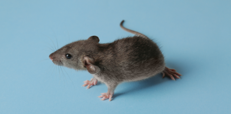 The Differences Between Rats and Mice