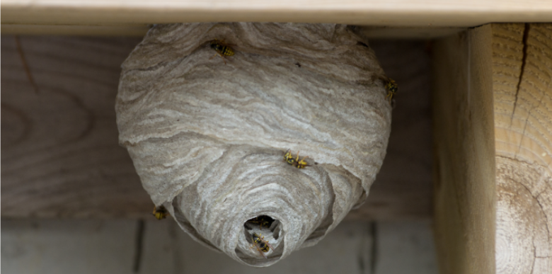Where Are Wasps Building Nests on Connecticut Homes?