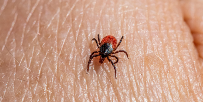 Why Do Seasonal Pests Return Every Year in Princeton?