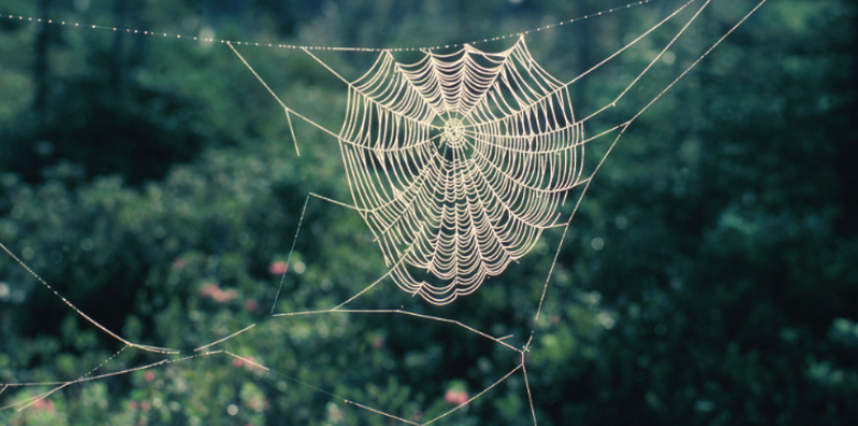 Why Do Spider Webs Keep Building Up Around Connecticut Homes?