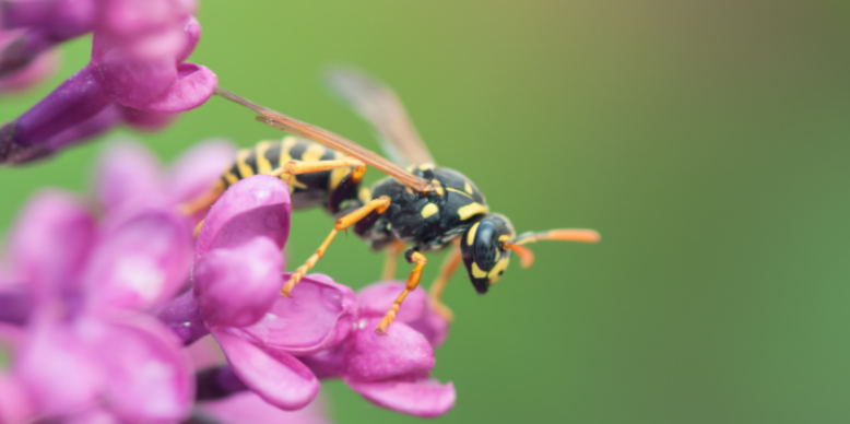 High Wasp Activity Areas in Your Yard You May Be Overlooking