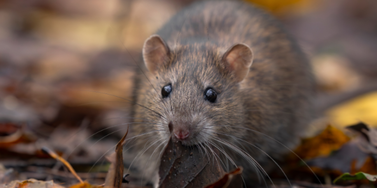 How Foundation Cracks and Unsealed Vents Draw Rodents Into Southington Basements