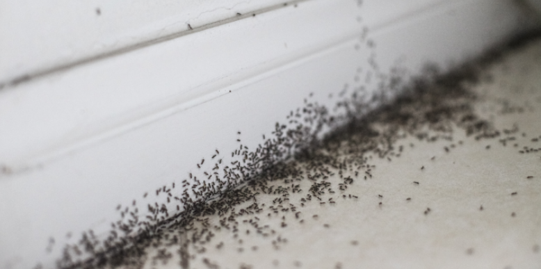 Why Structural Gaps Attract Rodents and Ants