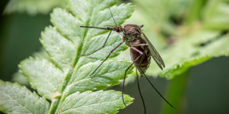 What Late Summer Pest Activity is Like in Anderson, SC