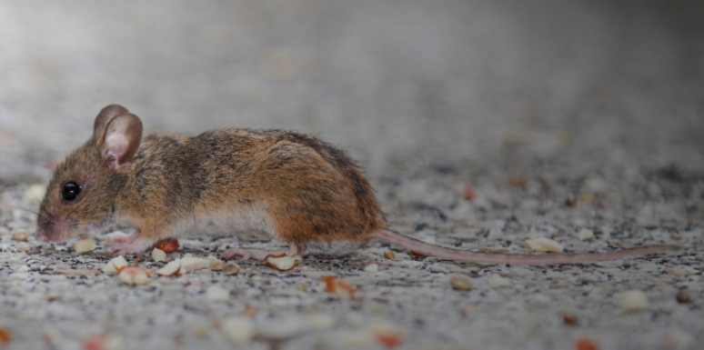 The Main Rodent-Borne Diseases in King George and Their Risks