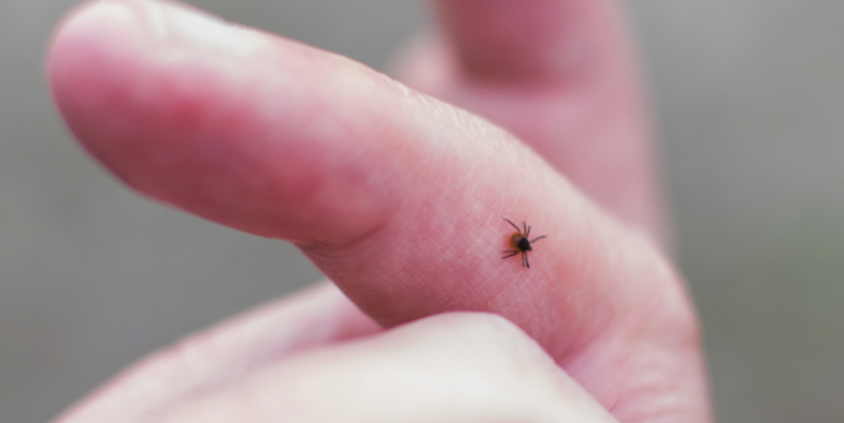 How Lyme Disease Spreads from Tick Bites