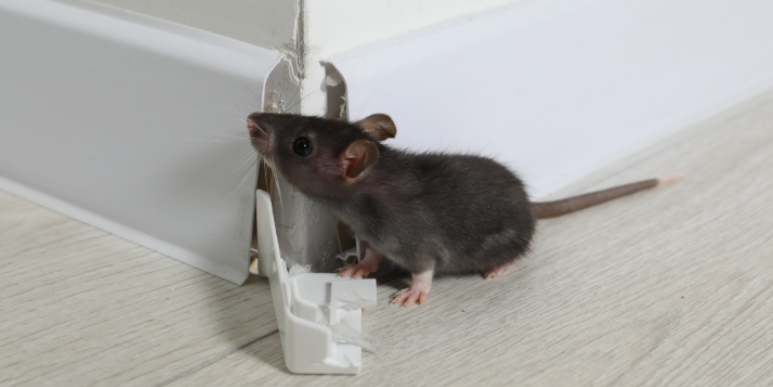 Rodent Prevention Tips in Lanexa, VA