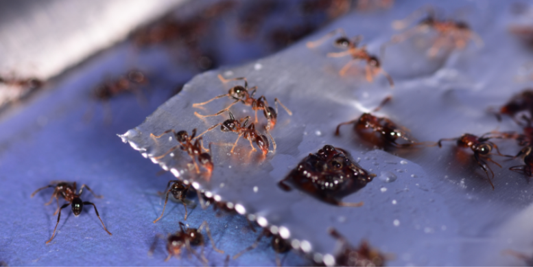 Why Common Ant Baits Keep Failing You in Manhasset