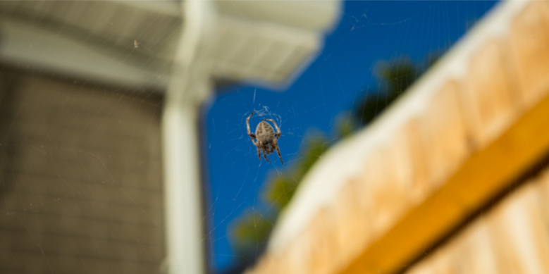 When Does Spider Activity Peak in North Jersey?