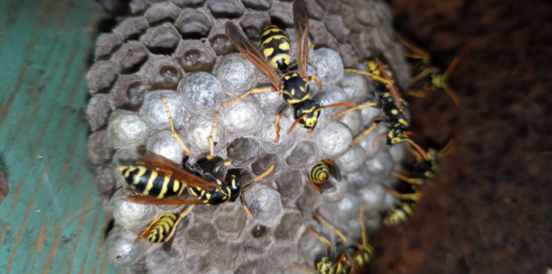 Why Do Wasps Become Aggressive in Late Summer?