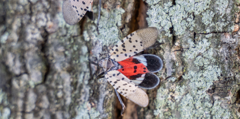 Which Plants Are Most Vulnerable to Spotted Lanternflies in New York?