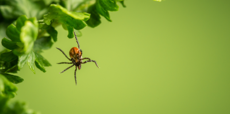 Do I Need Tick Control If I Live Near Woods and Trails?