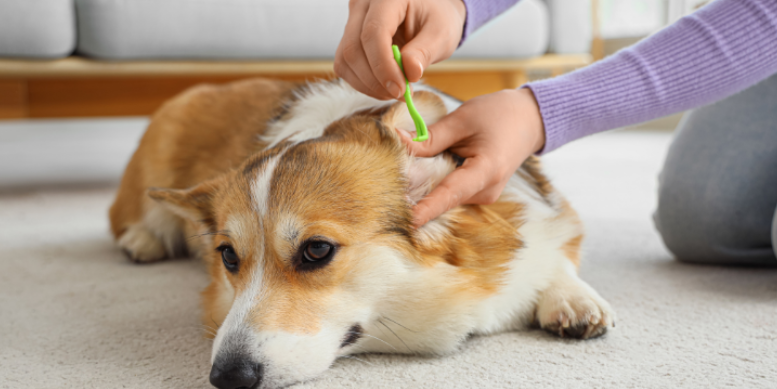 How Pets Are Bringing Ticks Into Your Home