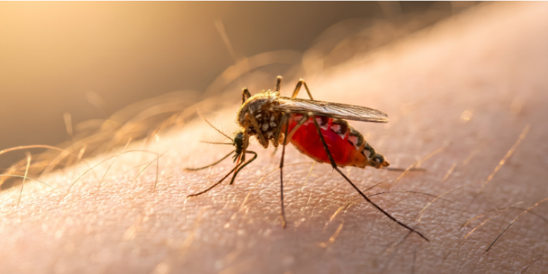 Rising Mosquito Problems and West Nile Virus in Los Angeles
