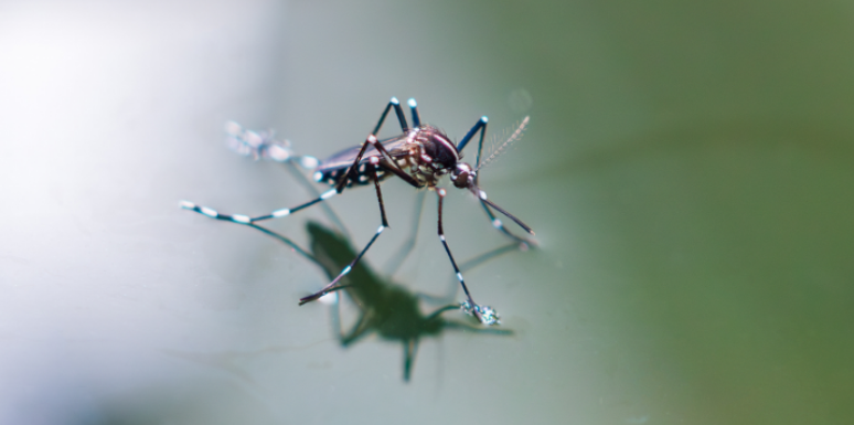 Top Mosquito Breeding Spots in Your Yard You May Be Overlooking