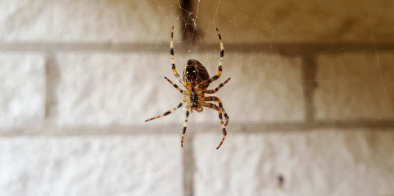 How Outdoor Lighting and Crawlspace Dampness Attract Spiders Around Columbia Homes