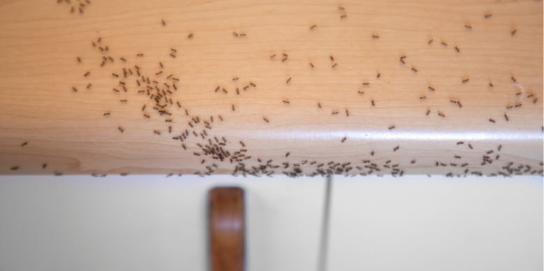 Why Late Summer Heat Drives Ants and Spiders in Ada Homes