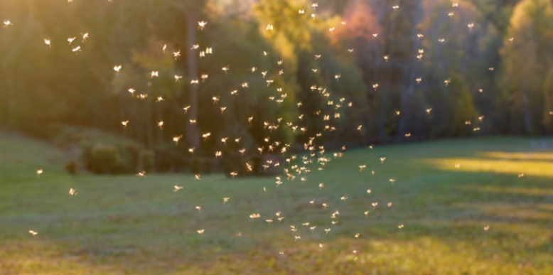 Pest Control Options in Ann Arbor, MI
