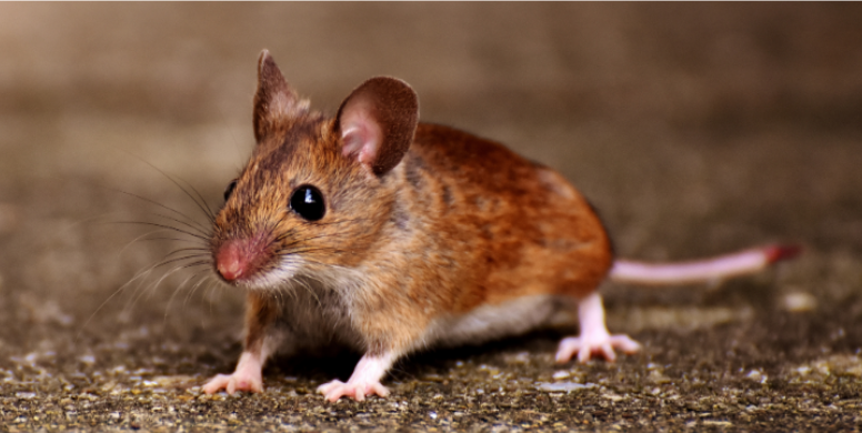 How Commercial Growth Can Push Mice into Residential Areas