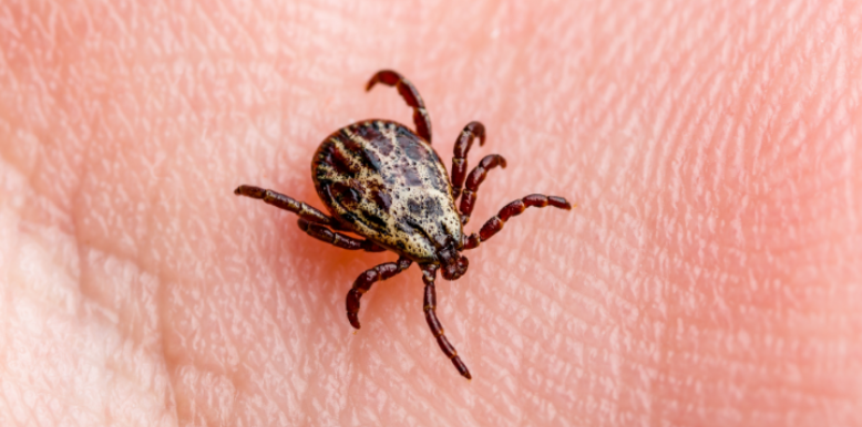Tick Control for Vacation Homes Near Lake Gaston