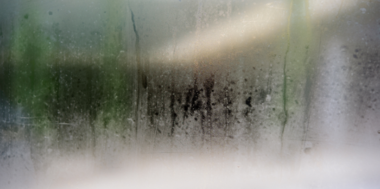 Raleigh Pest Control for Humidity