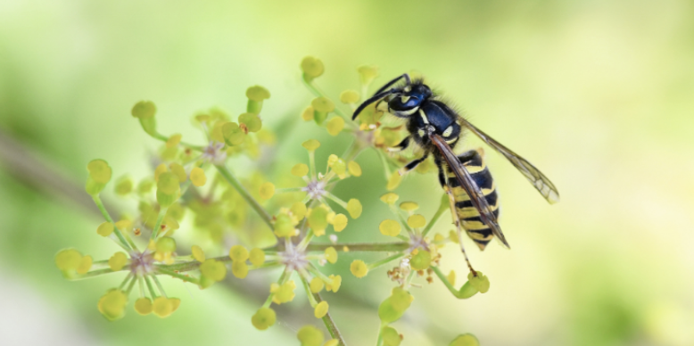 When Wasps Become Aggressive in Late Summer Months in Brighton