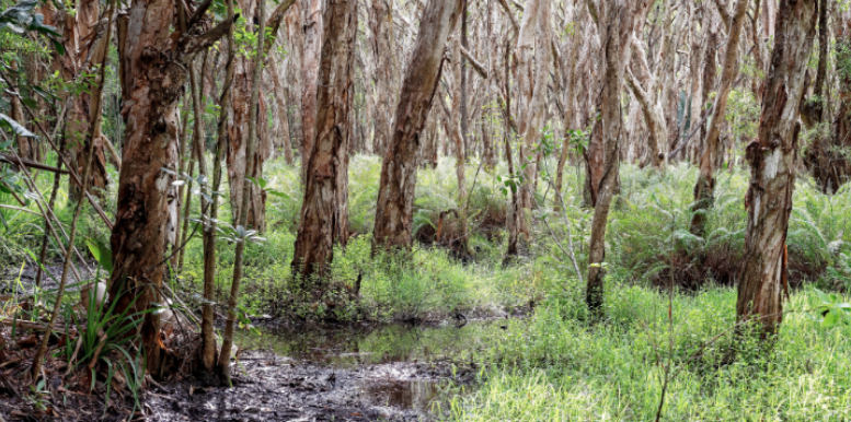How Swampy Property Borders and Standing Water Increase Mosquito Swarms in Greenville