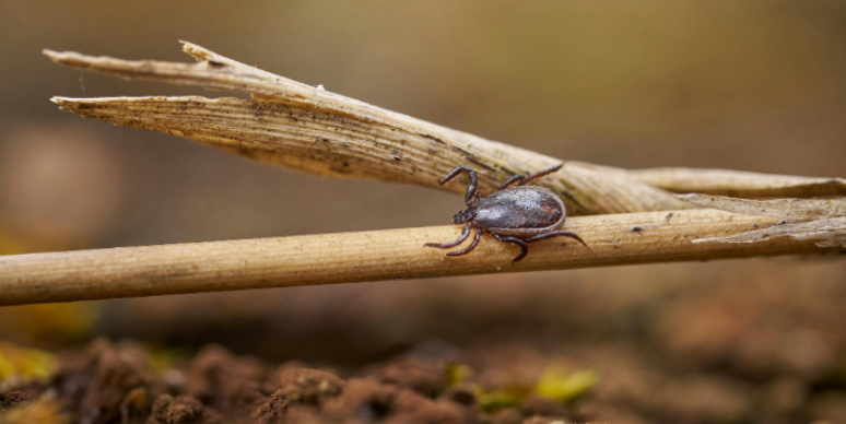 How Do Wooded Backyards Increase the Risk of Ticks in Meridian Charter Township?