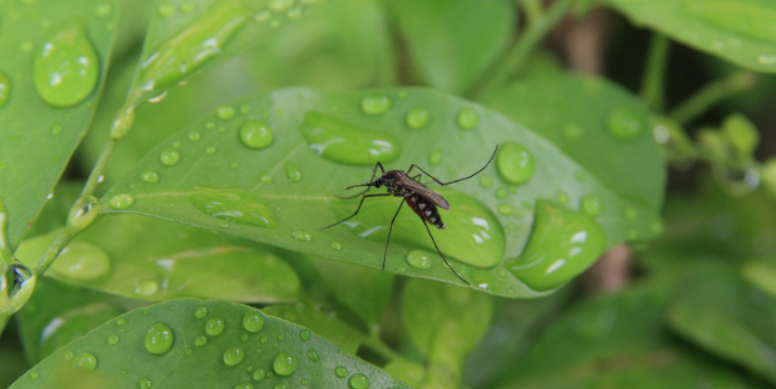 Popular Mosquito Hotspots in Your Kennesaw Yard