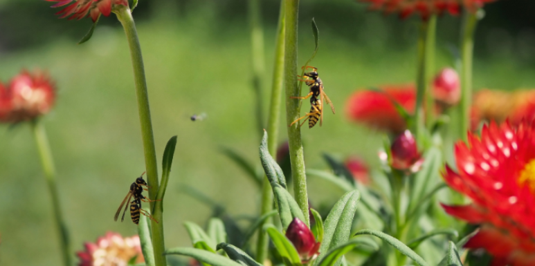 Preventing Wasps from Nesting Near Your Home