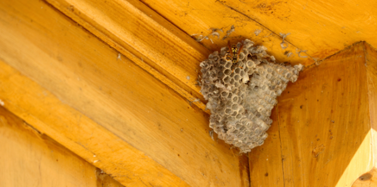 Preventing Wasps from Outdoor Entertaining Spaces