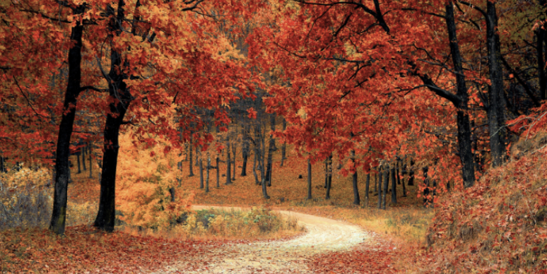 Seasonal Pest Transitions in Commack, NY