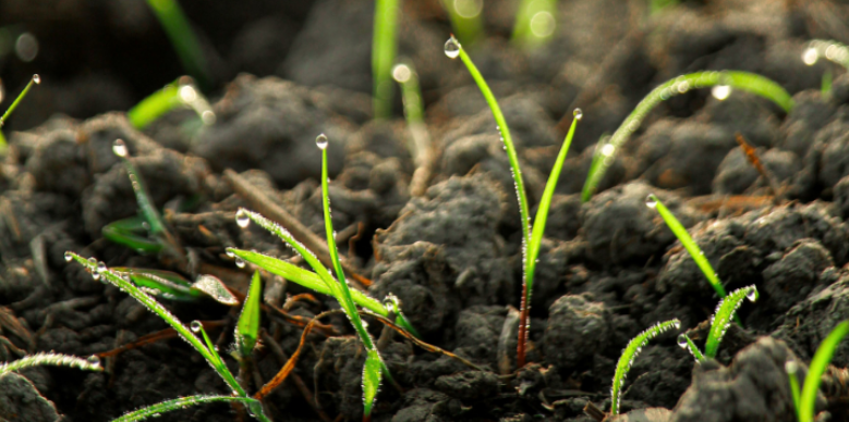 How High Soil Moisture along Greenfield Property Lines Triggers Crawling Pest Surges