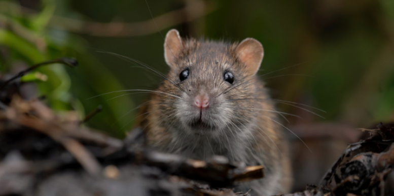 How Farm Proximity Increases Rodent Pressure