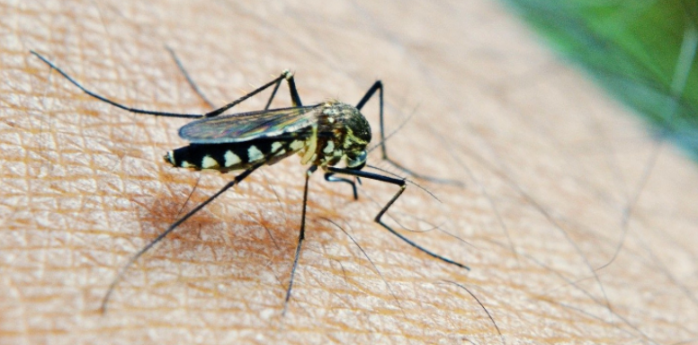 Why Freeport Has Year-Round Mosquito Pressure