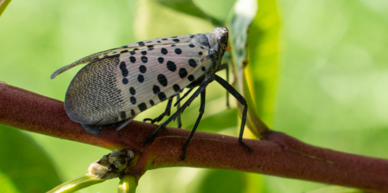 What Spotted Lantern Flies Are and What to Look For