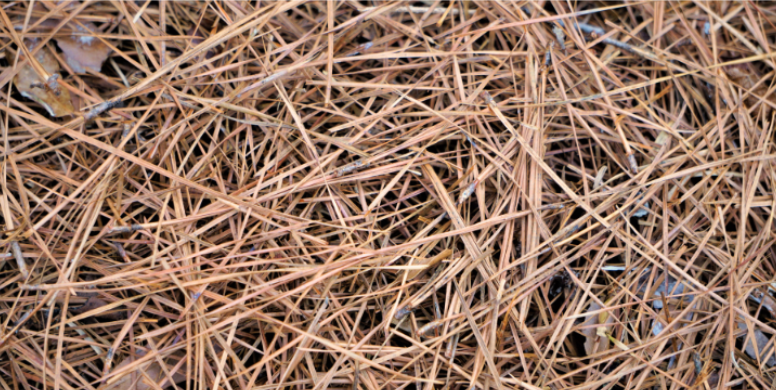Do Woodpiles and Pine Straw Landscaping Harbor Venomous Spiders in Blythewood?