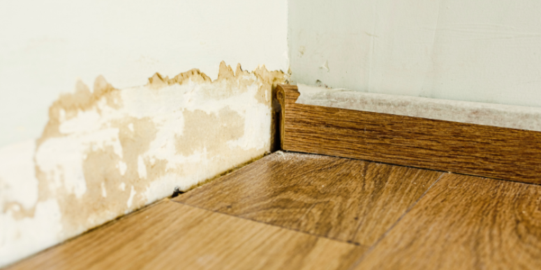 Why Damp Basements and House Foundations Attract Pests