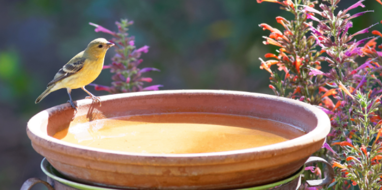 How Do Bird Baths and Decorative Feeders Breed Mosquitoes?