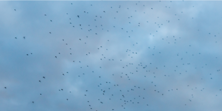 Can Professional Pest Treatment Address Multiple Pest Problems?