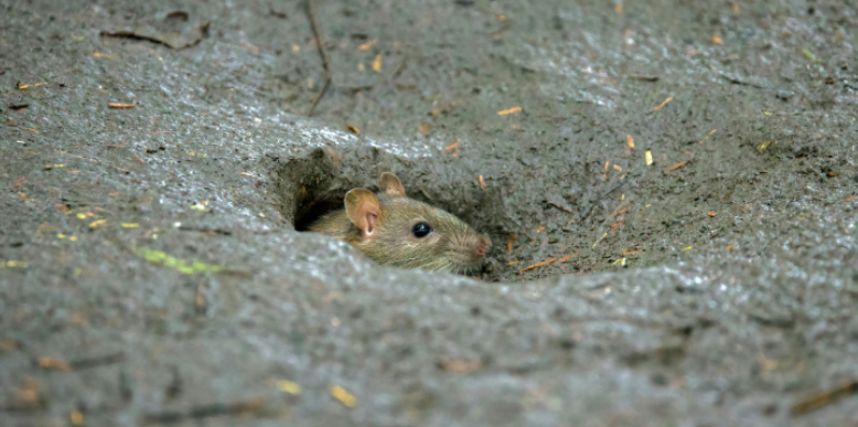 How Rodents Enter Through Tiny Spaces You Can't See