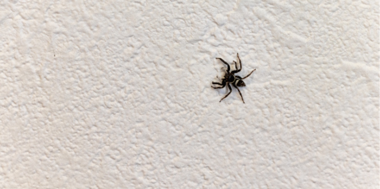 Identifying Dangerous vs. Harmless Spiders in Norwalk Homes