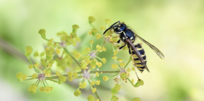 Peak Wasp Season in Great Neck, NY